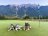 Golf with your Dog